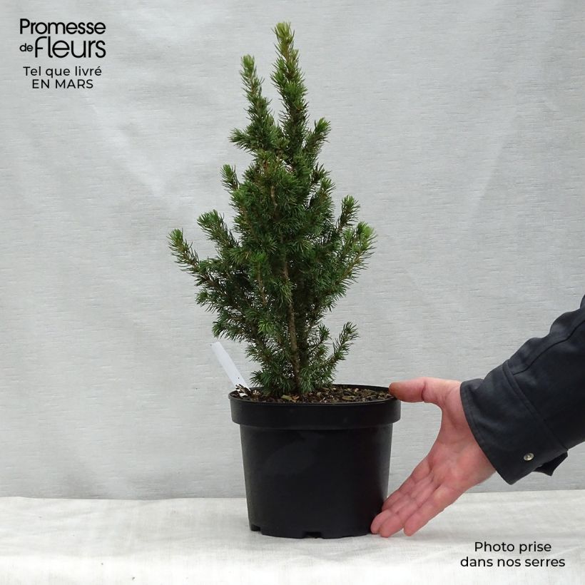 White spruce - Picea glauca Daisys White 2L/3L pot sample as delivered in spring