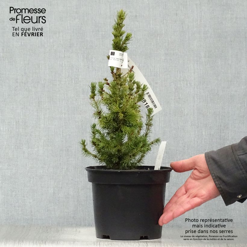 White spruce - Picea glauca Daisys White 2L/3L pot sample as delivered in winter