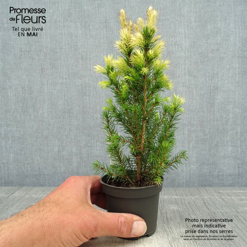 White spruce - Picea glauca Daisys White 8/9 cm pot sample as delivered in spring