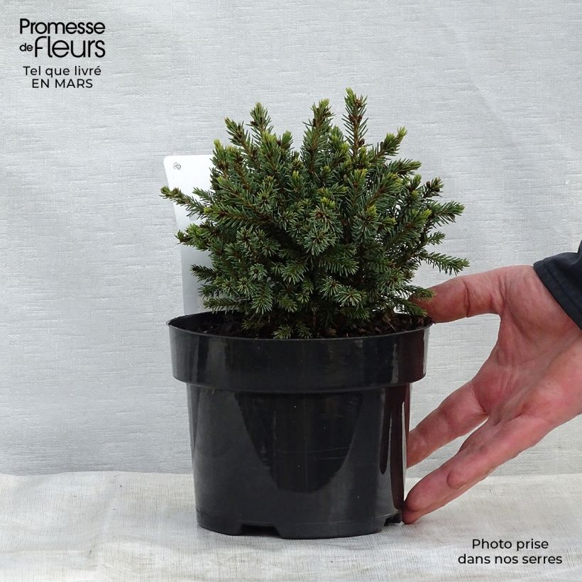 Picea glauca Echiniformis - White Spruce 2L/3L pot sample as delivered in spring