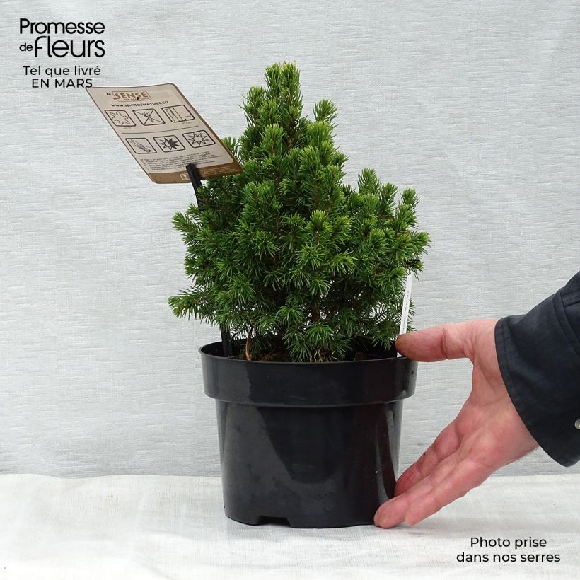 Picea glauca Rainbows End - White Spruce 2L/3L pot sample as delivered in spring