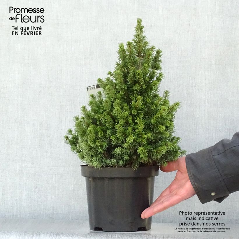 Picea glauca Rainbows End - White Spruce 2L/3L pot sample as delivered in winter