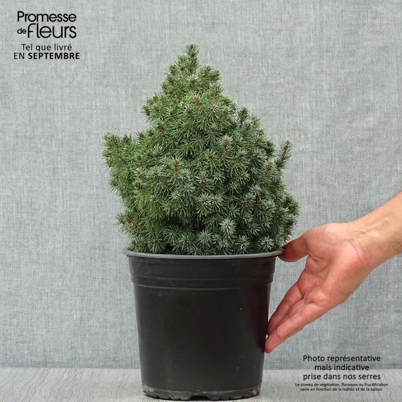 Picea glauca Sanders Blue - White Spruce 4L/5L pot sample as delivered in autumn