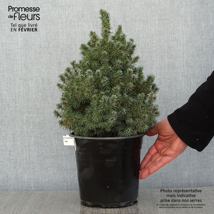 Picea glauca Sanders Blue - White Spruce 4L/5L pot sample as delivered in winter