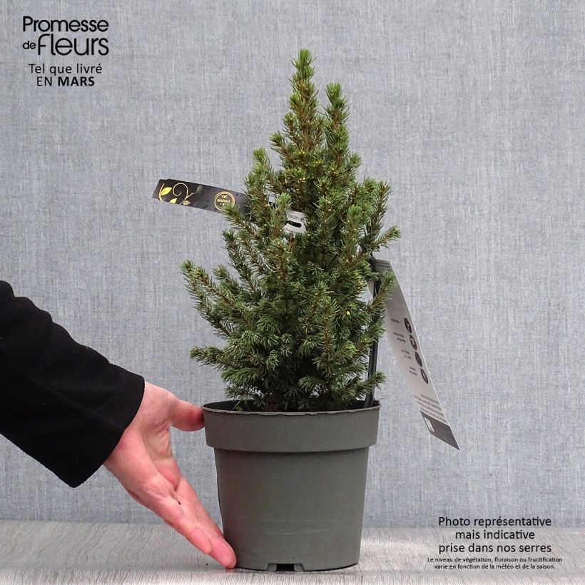 Picea glauca Sun on the Sky - White Spruce 2L/3L pot sample as delivered in spring