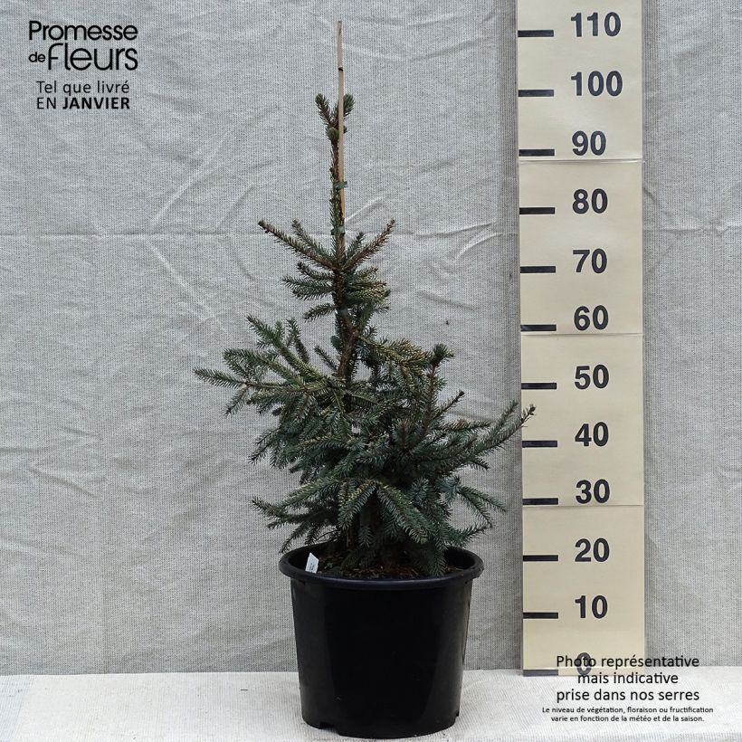 Picea mariana Aurea - Black Spruce 7.5L/10L pot sample as delivered in winter
