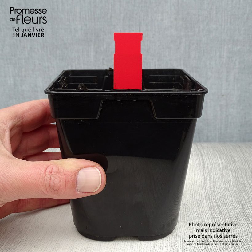 Epipactis gigantea Night Serpentine 1L/1.5L pot sample as delivered in winter