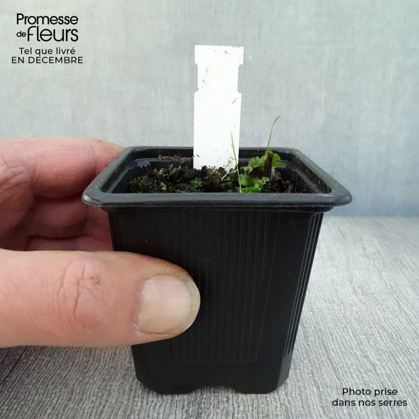 Epipactis palustris - Marsh helleborine 8/9 cm pot sample as delivered in winter