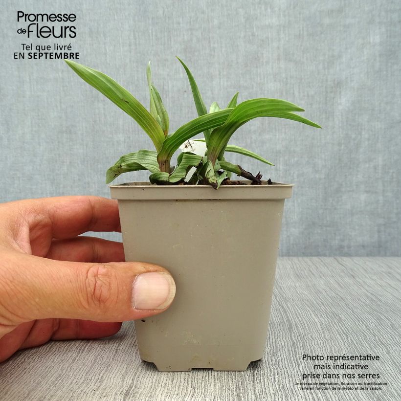 Epipactis palustris - Marsh helleborine 8/9 cm pot sample as delivered in autumn