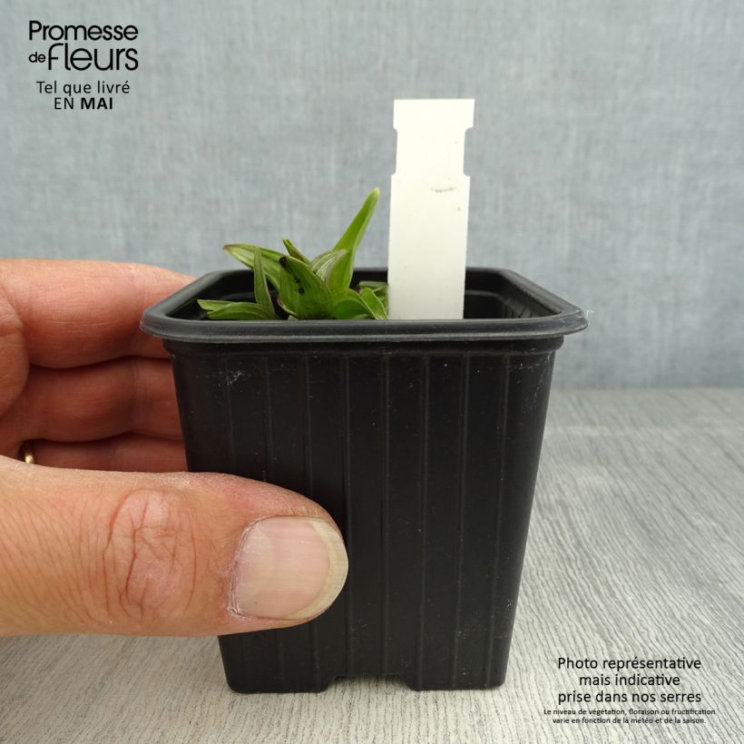 Epipactis palustris - Marsh helleborine 8/9 cm pot sample as delivered in spring