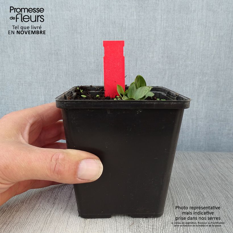Epipactis palustris - Marsh helleborine 1L/1.5L pot sample as delivered in autumn