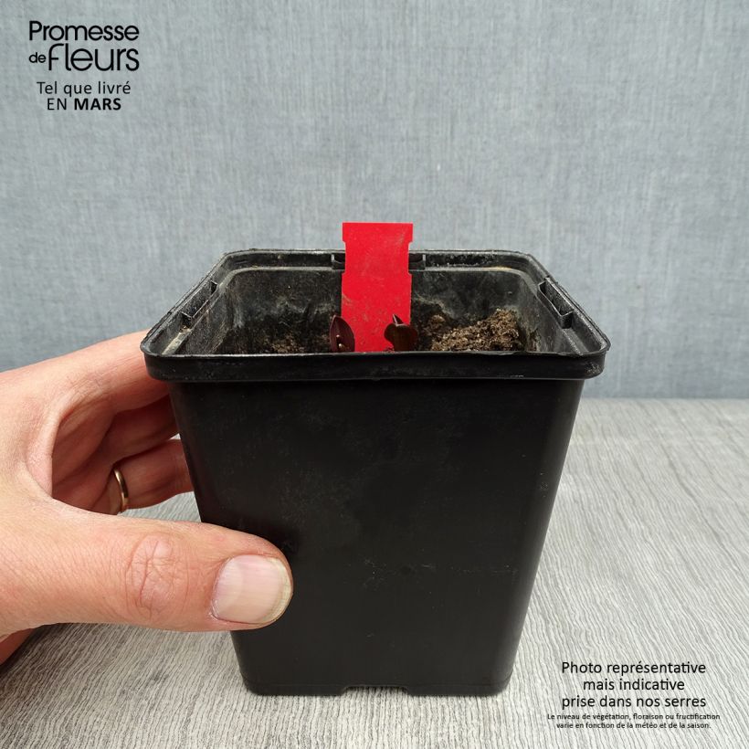 Epipactis palustris - Marsh helleborine 1L/1.5L pot sample as delivered in spring