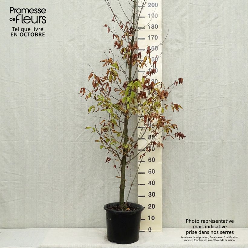 Acer carpinifolium - Maple 7.5L/10L pot sample as delivered in autumn