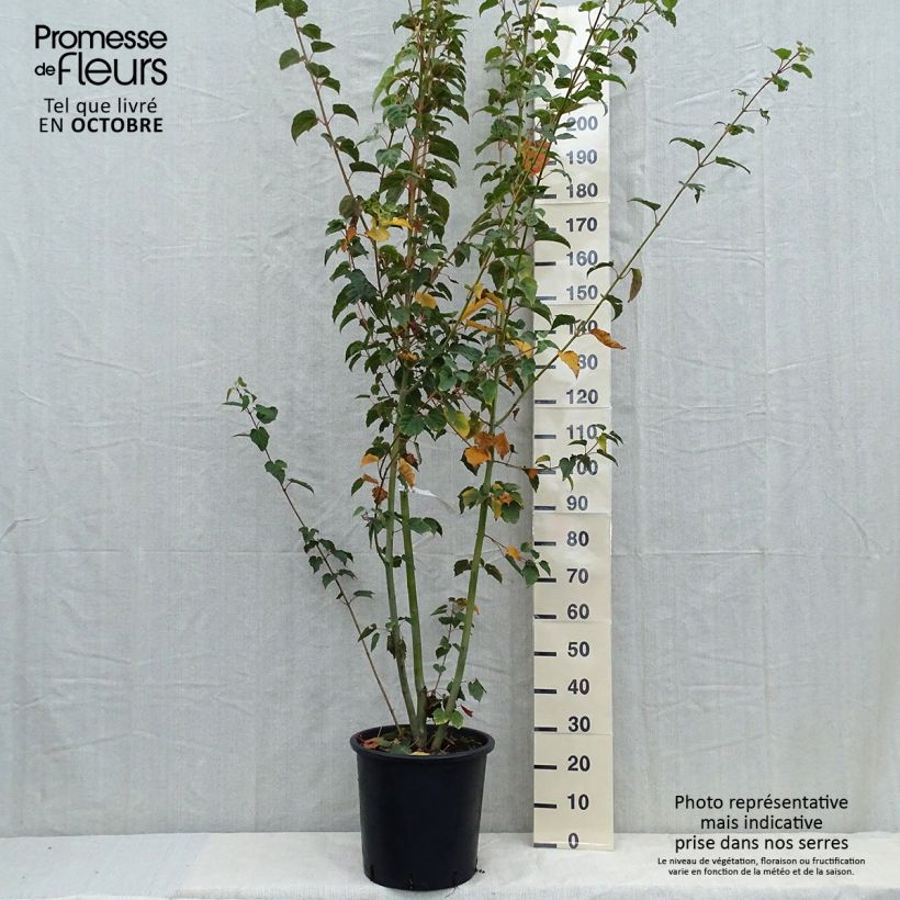 Acer davidii - Maple 20L/25L pot sample as delivered in autumn