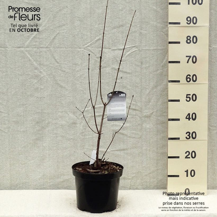 Acer griseum - Paperbark Maple - Maple 7.5L/10L pot sample as delivered in autumn