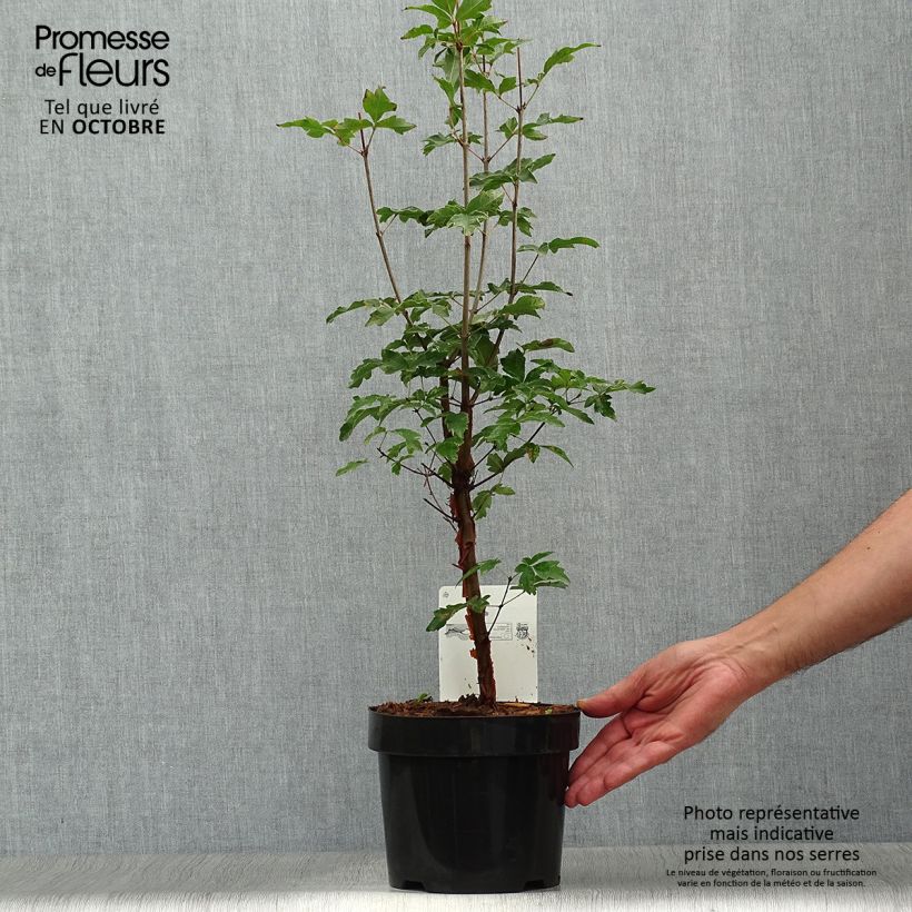 Acer griseum - Paperbark Maple - Maple 3L/4L pot sample as delivered in autumn