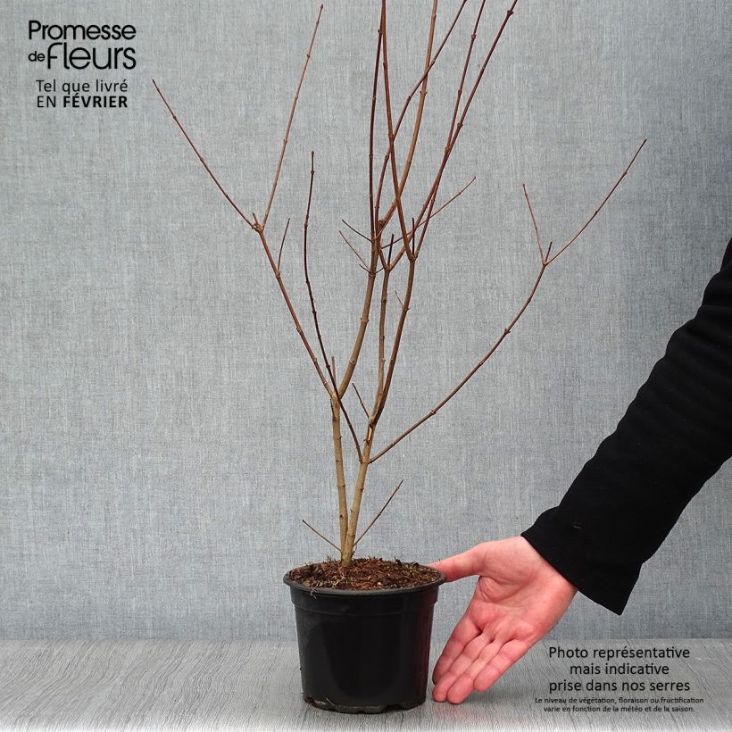 Acer campestre - Maple 2L/3L pot sample as delivered in winter