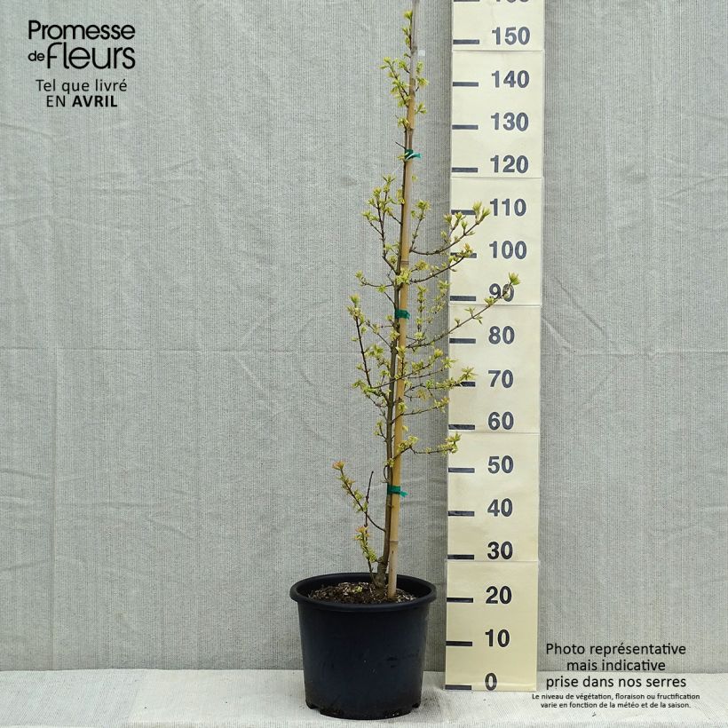 Acer campestre Carnival - Maple 7.5L/10L pot sample as delivered in spring