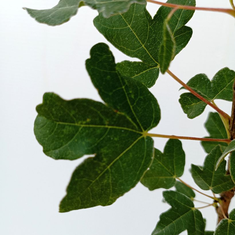 Acer monspessulanum (Foliage)
