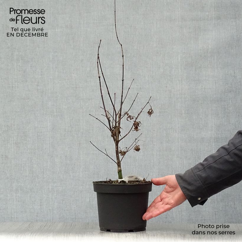 Acer palmatum Bloodgood - Japanese Maple 3L/4L pot sample as delivered in winter