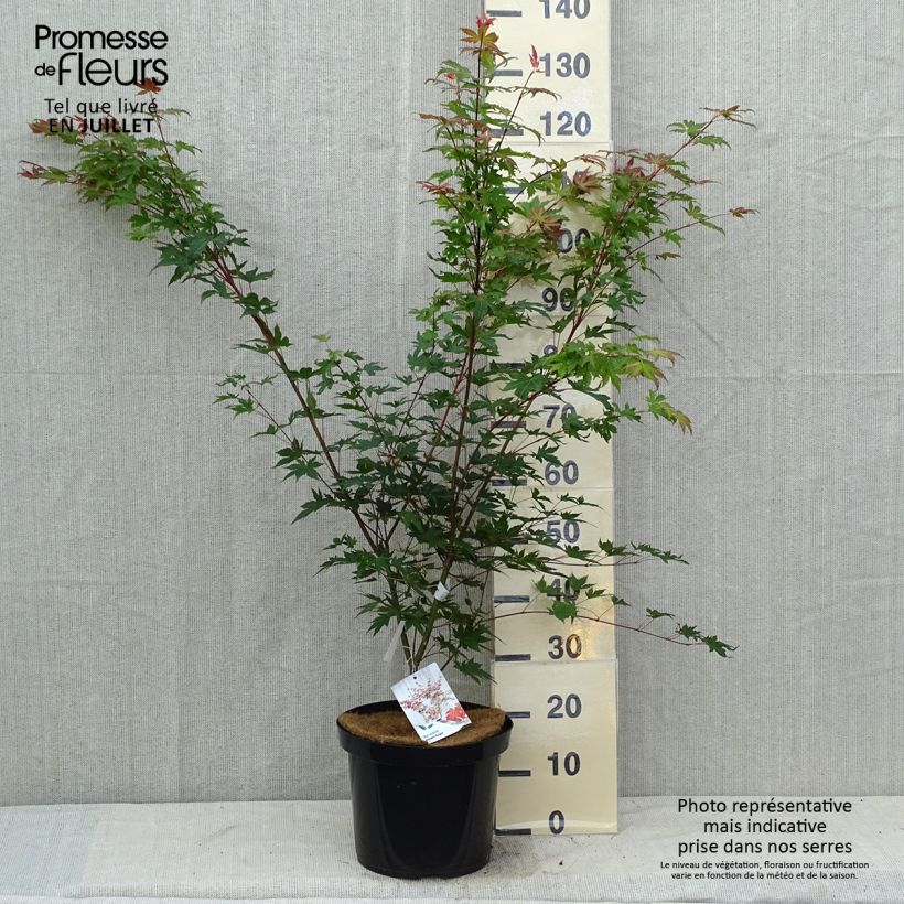 Acer palmatum Brown Sugar JWW7 - Japanese Maple 7.5L/10L pot sample as delivered in summer