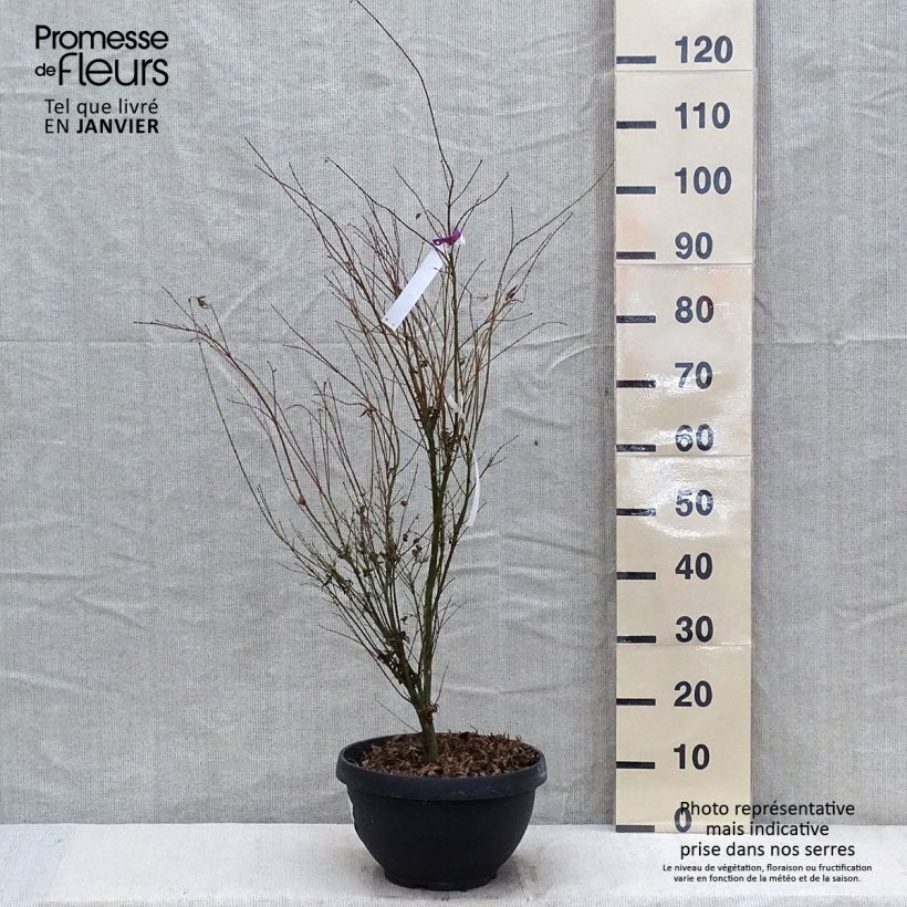 Acer palmatum Butterfly - Japanese Maple 7.5L/10L pot sample as delivered in winter