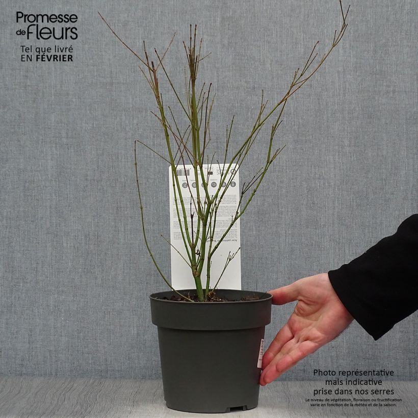 Acer palmatum Butterfly - Japanese Maple 2L/3L pot sample as delivered in winter