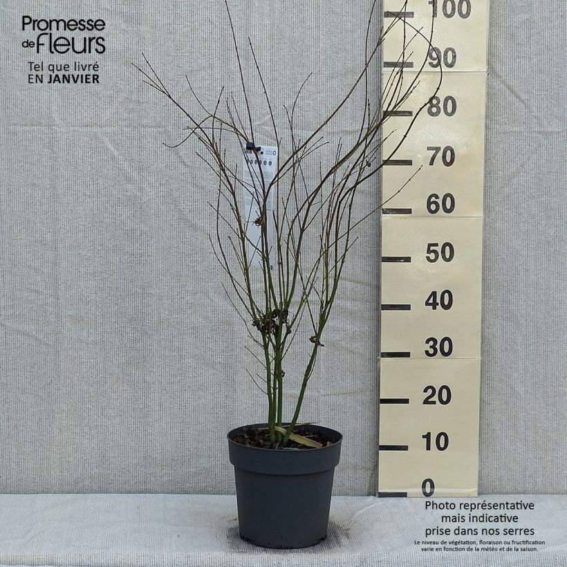 Acer palmatum Butterfly - Japanese Maple 4L/5L pot sample as delivered in winter