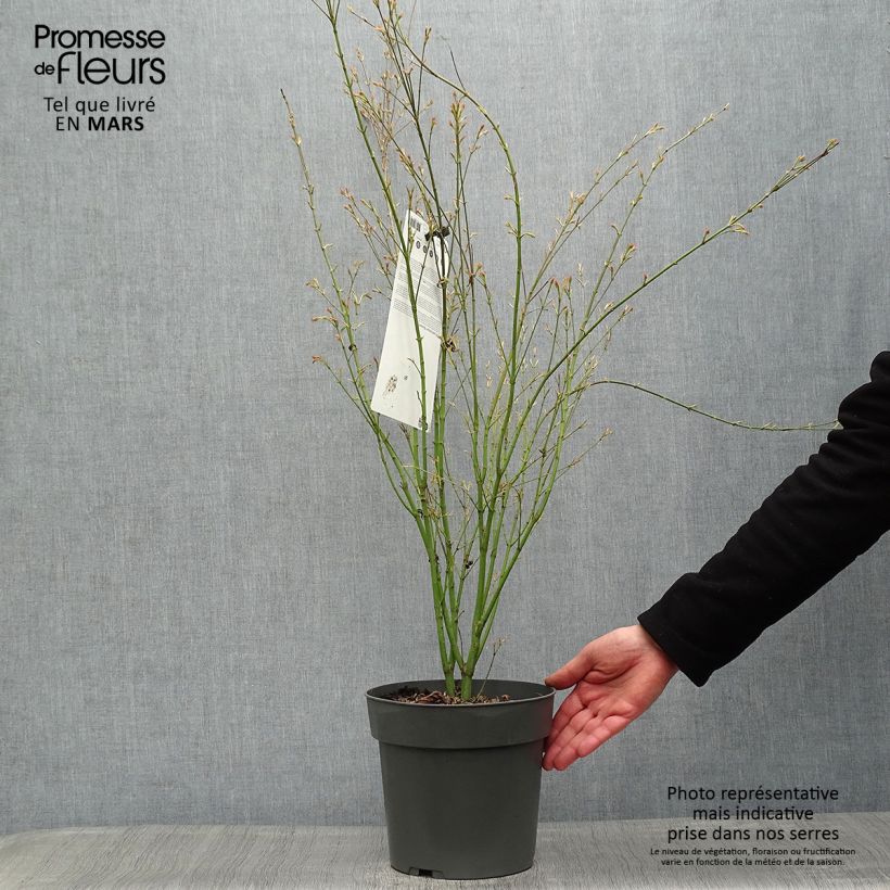 Acer palmatum Butterfly - Japanese Maple 4L/5L pot sample as delivered in spring