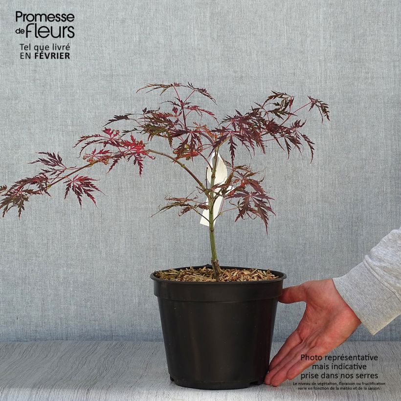 Acer palmatum susbp. dissectum Crimson Queen - Japanese Maple 2L/3L pot sample as delivered in autumn