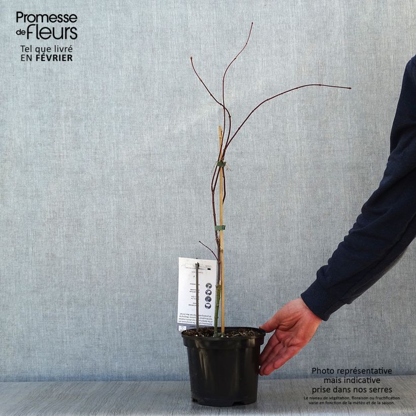 Acer palmatum susbp. dissectum Crimson Queen - Japanese Maple 2L/3L pot sample as delivered in winter