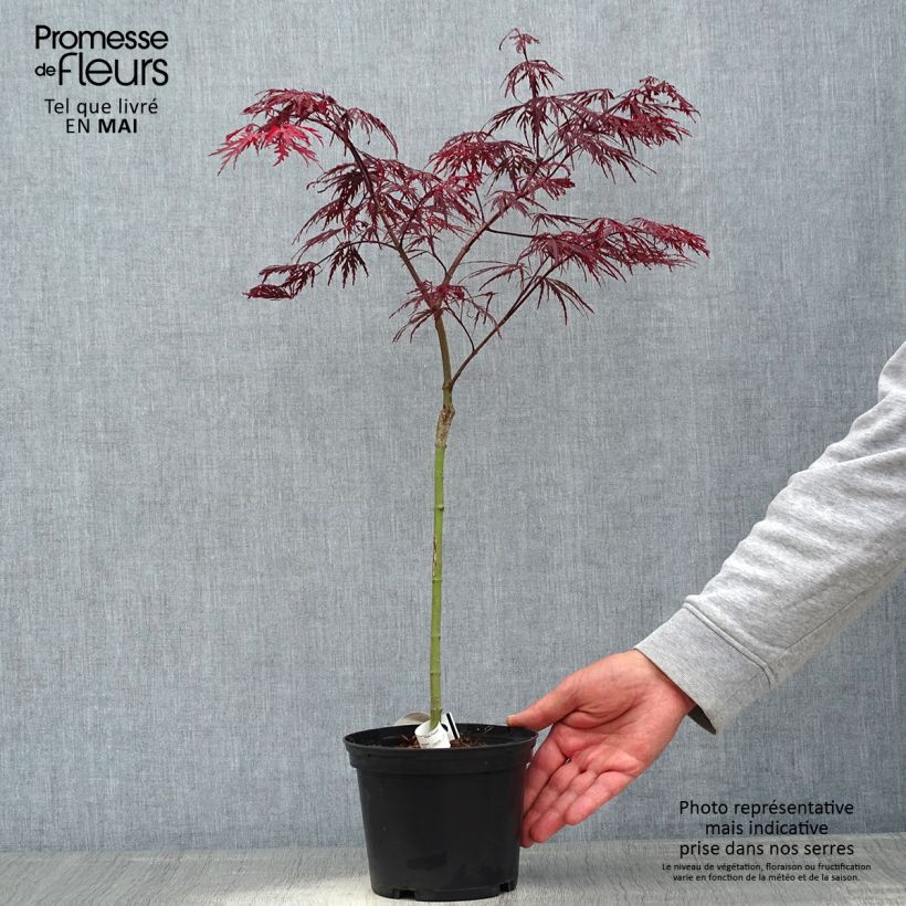 Acer palmatum susbp. dissectum Crimson Queen - Japanese Maple 2L/3L pot sample as delivered in spring
