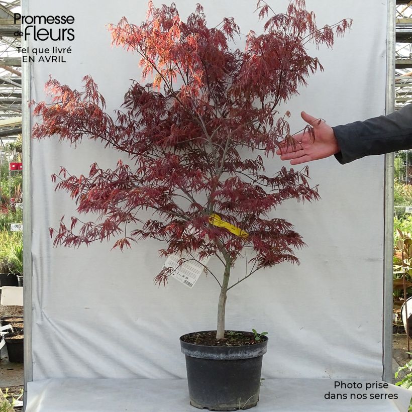 Acer palmatum Dissectum Garnet - Japanese Maple 6L/7L pot sample as delivered in spring