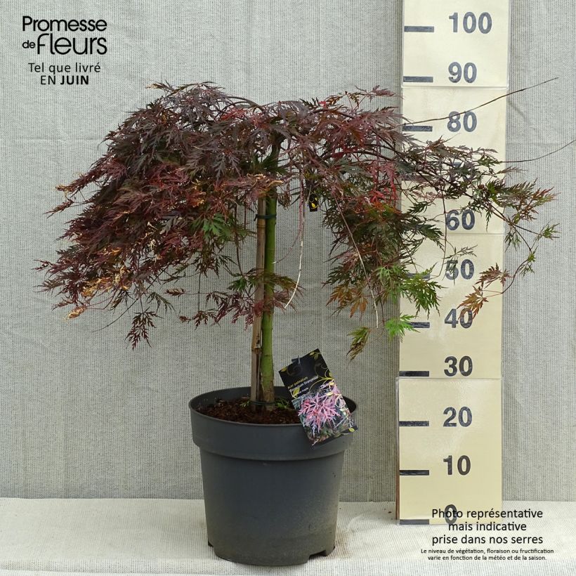 Acer palmatum Orangeola - Japanese Maple 7.5L/10L pot sample as delivered in spring