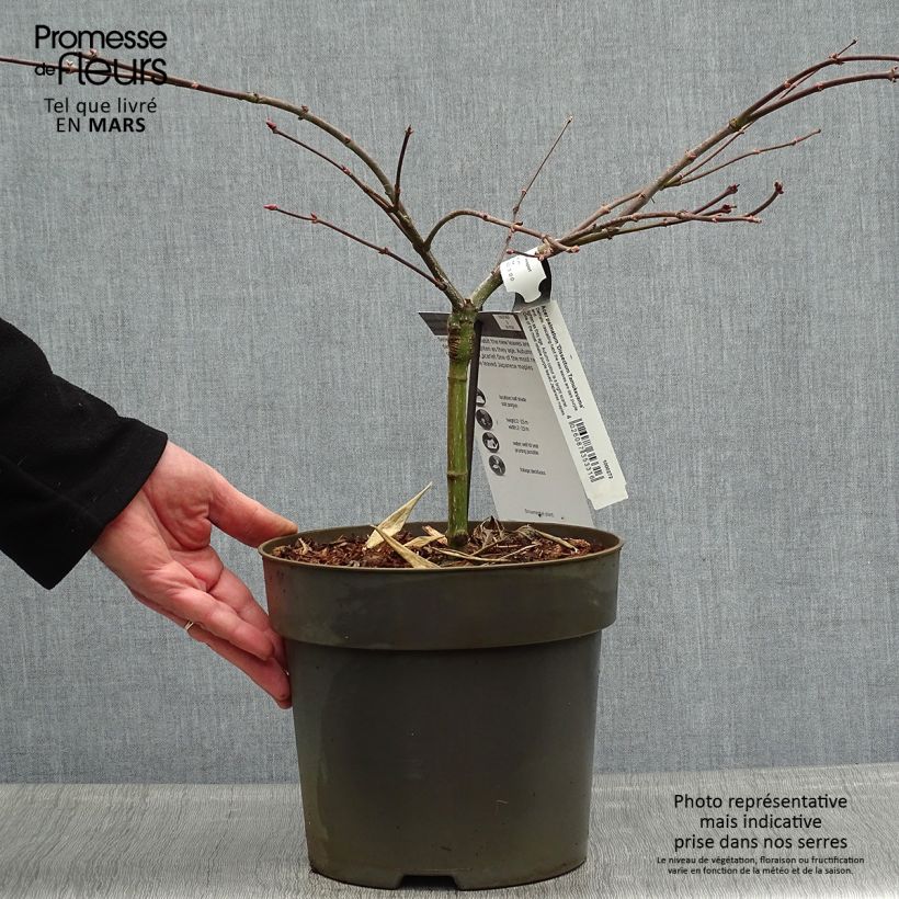 Acer palmatum Tamukeyama - Japanese Maple 4L/5L pot sample as delivered in spring