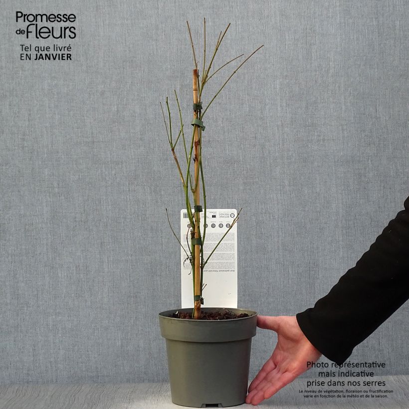 Acer palmatum var. dissectum Emerald Lace - Japanese Maple 7.5L/10L pot sample as delivered in winter