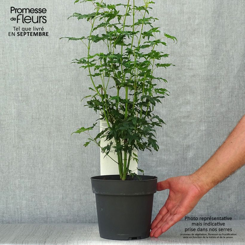 Acer palmatum Going Green - Japanese Maple 3L/4L pot sample as delivered in autumn