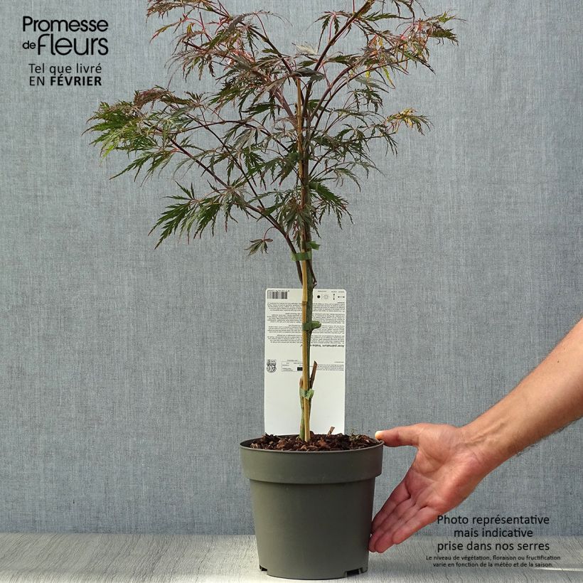 Acer palmatum Dissectum Inaba-Shidare - Japanese Maple 3L/4L pot sample as delivered in autumn