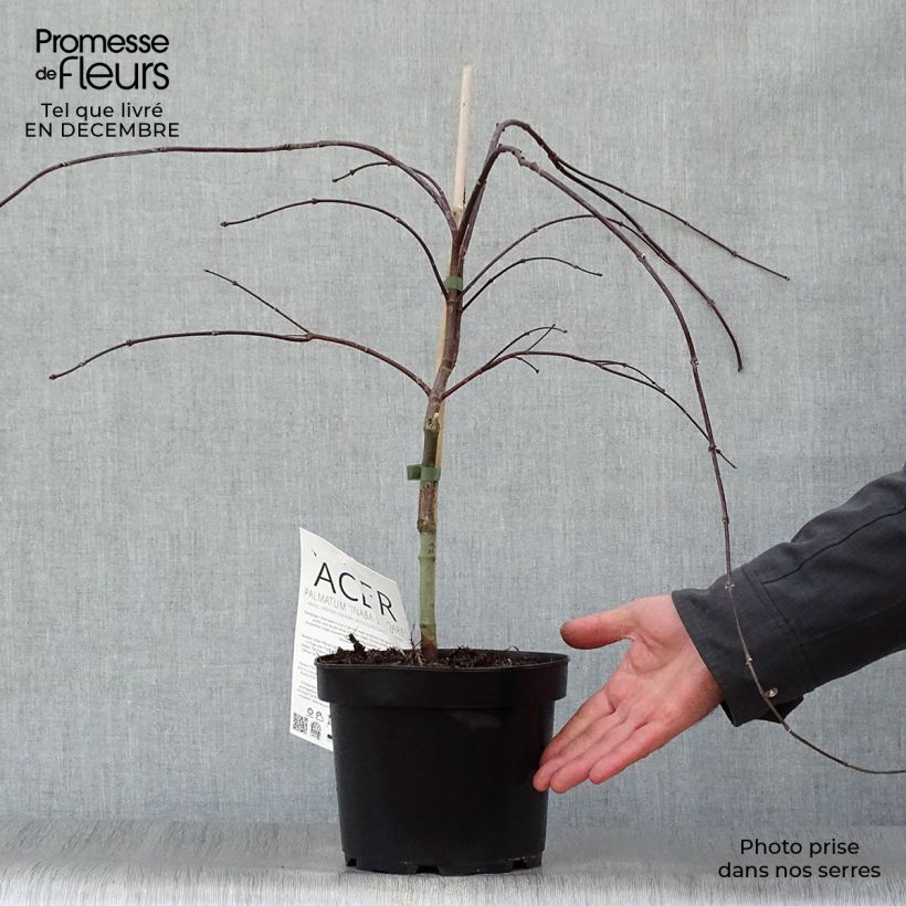 Acer palmatum Dissectum Inaba-Shidare - Japanese Maple 3L/4L pot sample as delivered in winter