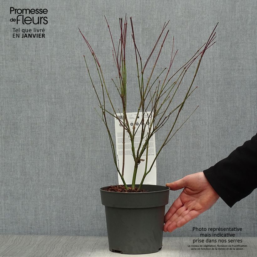 Acer palmatum Little Princess - Japanese Maple 2L/3L pot sample as delivered in winter