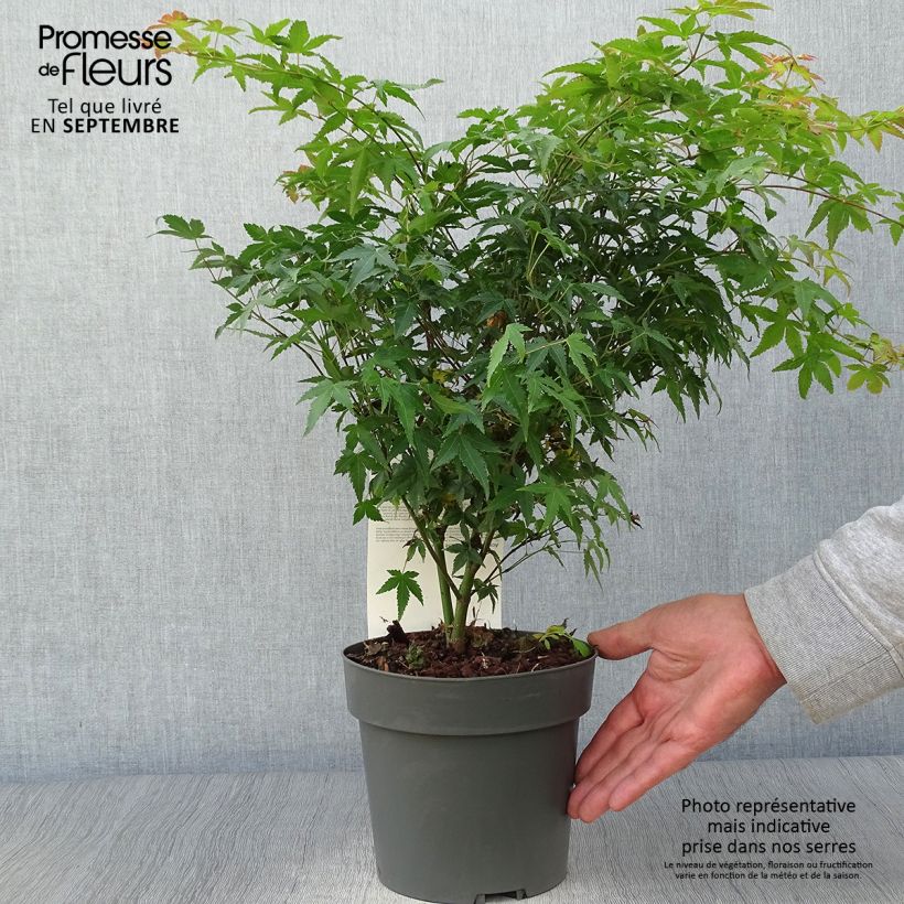 Acer palmatum Little Princess - Japanese Maple 2L/3L pot sample as delivered in autumn