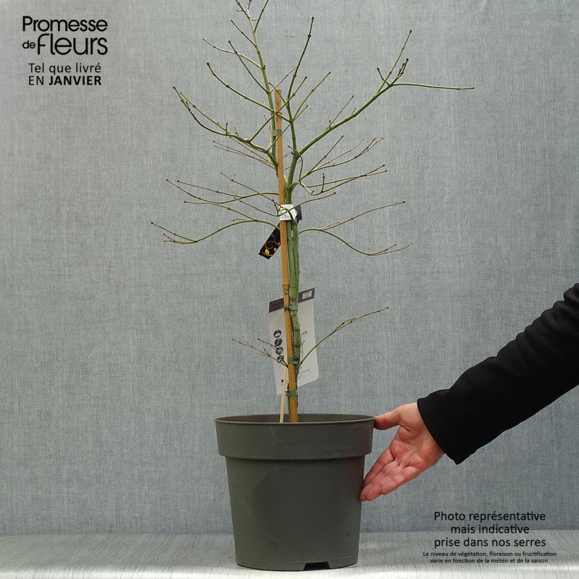 Acer palmatum Dissectum Ornatum - Japanese Maple 7.5L/10L pot sample as delivered in winter