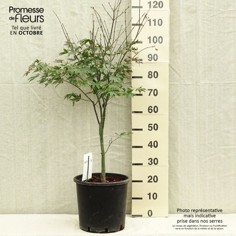 Acer palmatum Osakazuki - Japanese Maple 7.5L/10L pot sample as delivered in autumn