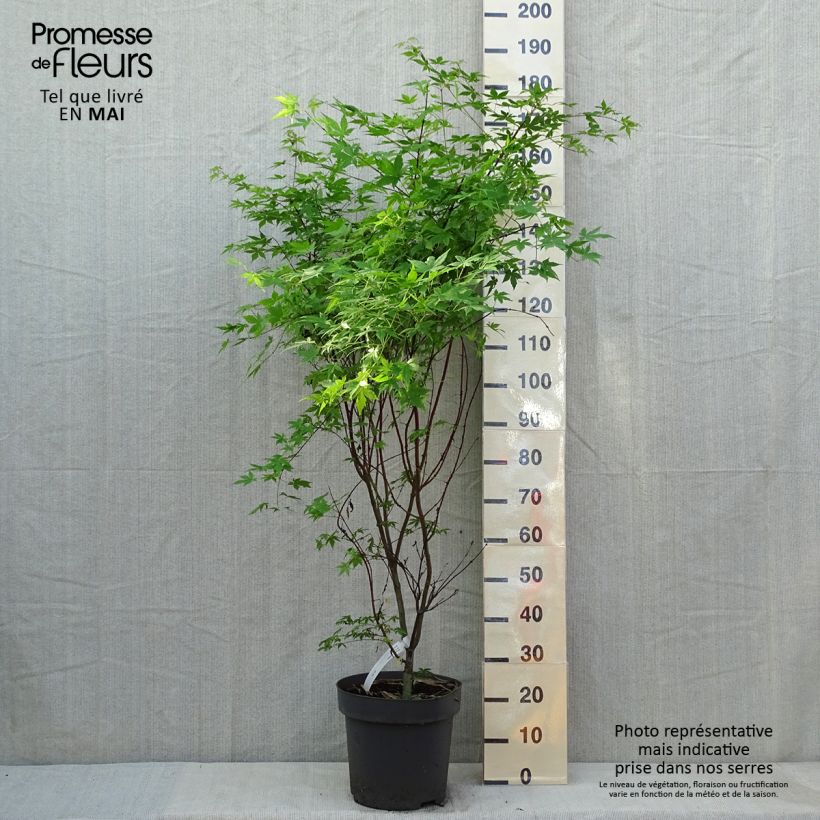 Acer palmatum Osakazuki - Japanese Maple 7.5L/10L pot sample as delivered in spring