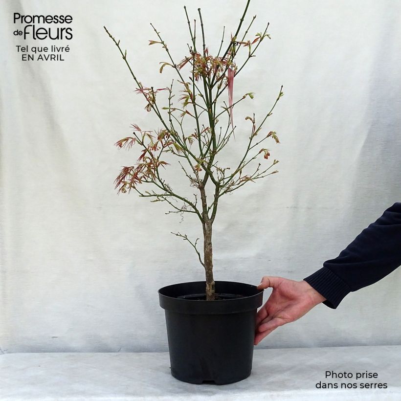 Acer palmatum Red Pygmy - Japanese Maple 3L/4L pot sample as delivered in spring