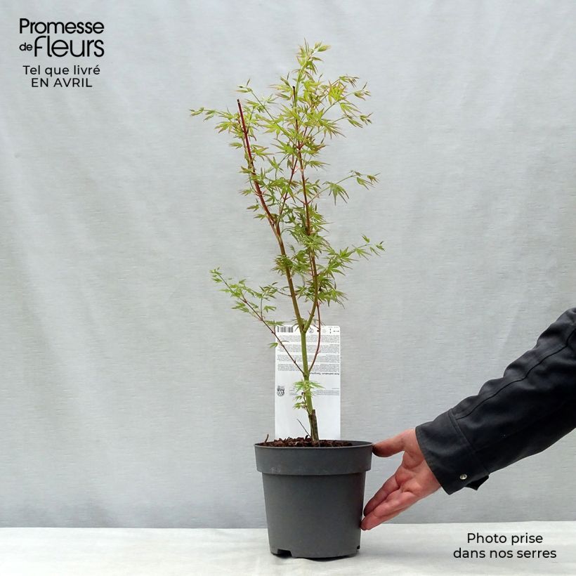 Acer palmatum Sangokaku - Japanese Maple 2L/3L pot sample as delivered in spring