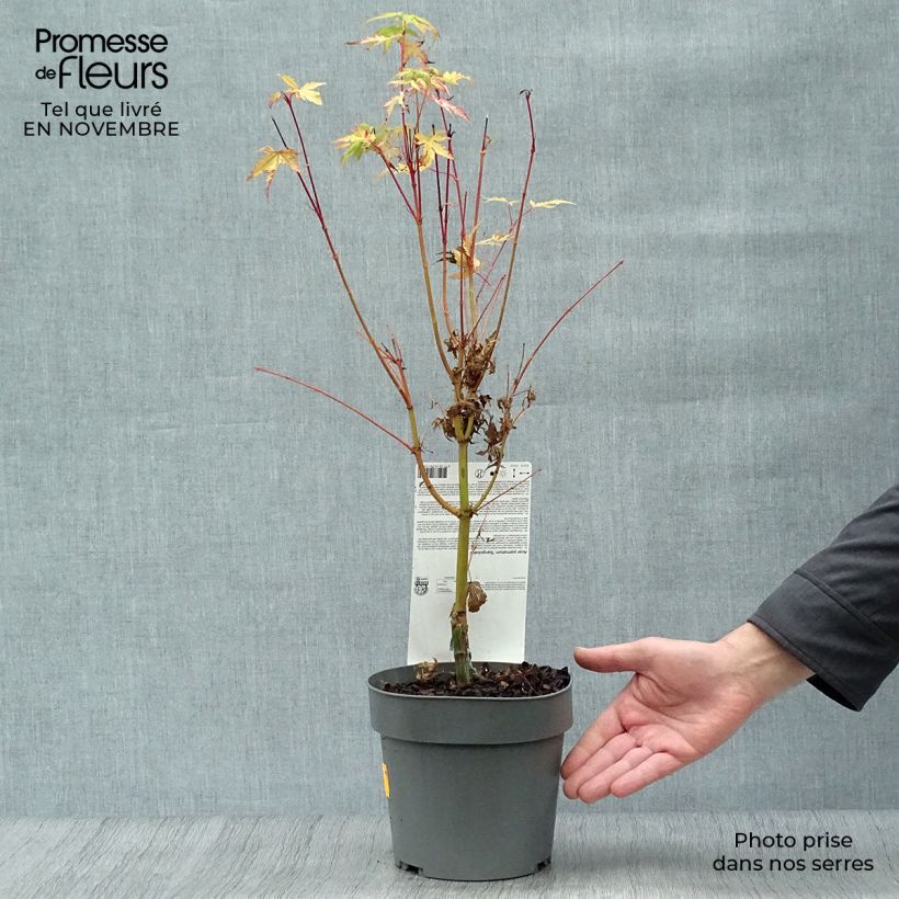Acer palmatum Sangokaku - Japanese Maple 2L/3L pot sample as delivered in autumn