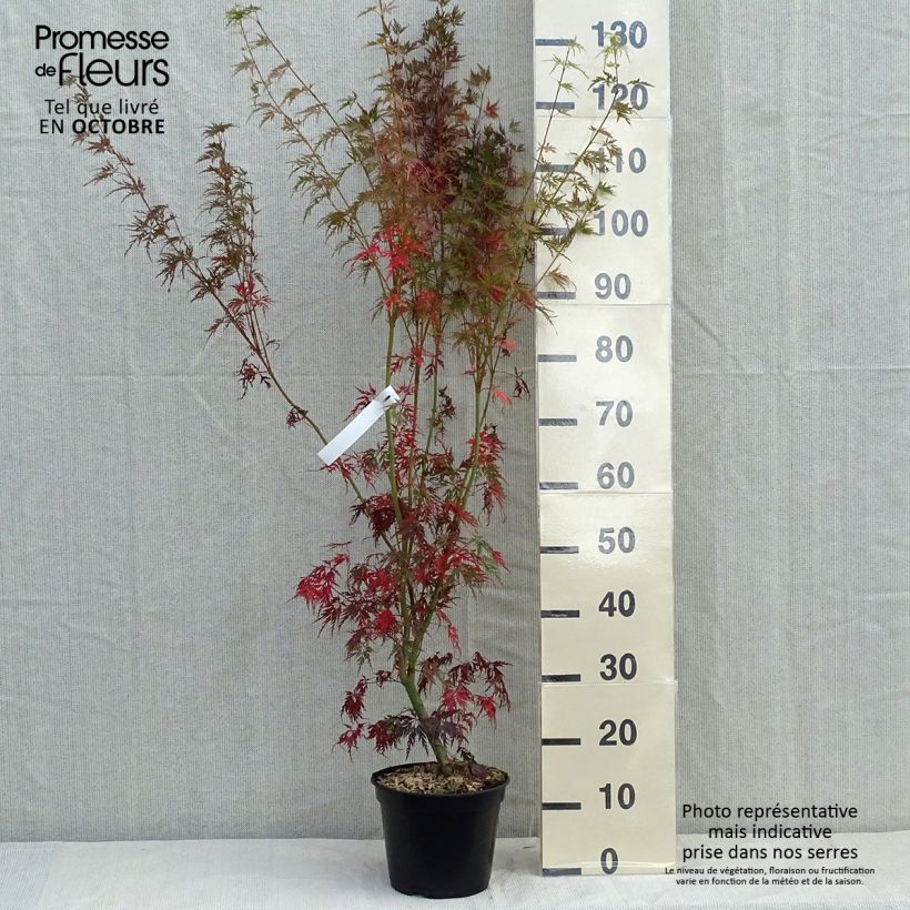 Acer palmatum Seiryu - Japanese Maple 3L/4L pot sample as delivered in autumn