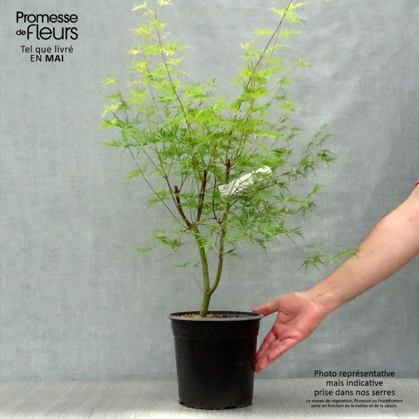 Acer palmatum Seiryu - Japanese Maple 3L/4L pot sample as delivered in spring