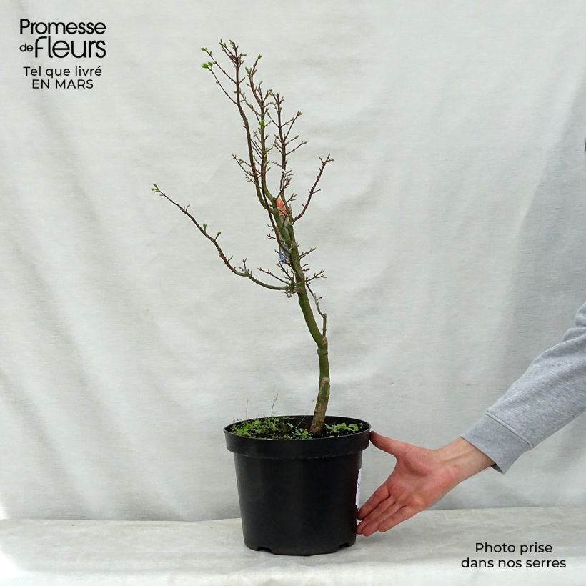 Acer palmatum Shishigashira - Japanese Maple 7.5L/10L pot sample as delivered in spring